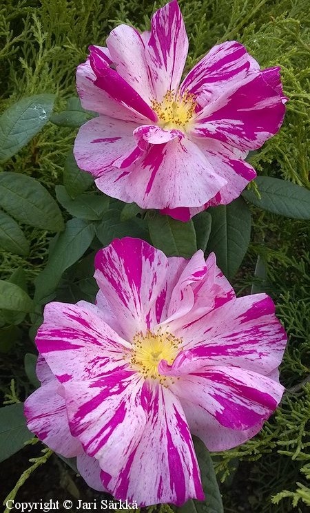 Rosa Gallica-Ryhm 'Rosa Mundi'